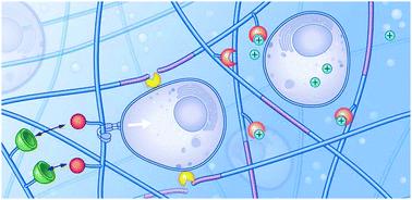 Comprehensive Review on Dynamic Hydrogels