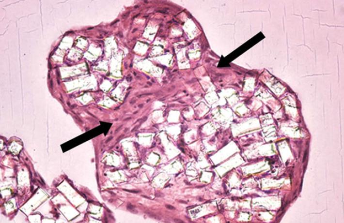 Refining the biofabrication envelop