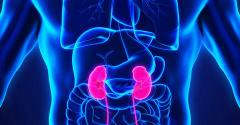 Towards Kidney bioprinting