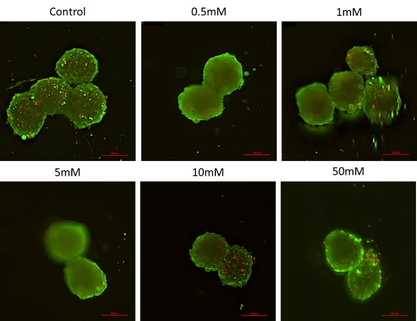 Bioprinting through Levitation