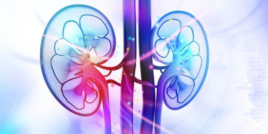 Kidney 3D in vitro models through bioprinting