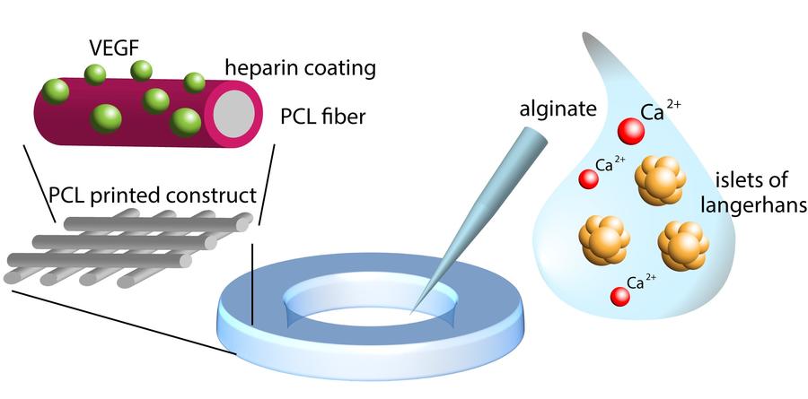 Scaffolds for Islets Vascularization