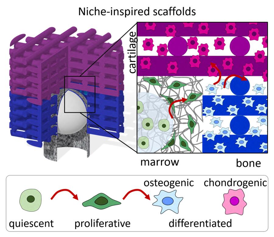 Integrating Biofabrication Technologies